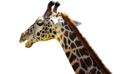 West African giraffe (Giraffa peralta or Giraffa camelopardalis peralta), isolated on white background, cut out