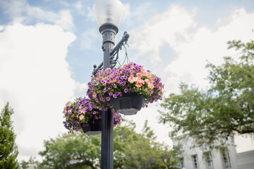 Spring hanging flower baskets in urban area