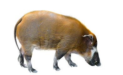 red river hog isolated on white background