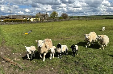 Friendly flock of sheep, with several lambs of different coat patterns, are gathered in a lush green field, on a late winters day near, Long Gate, Keighley, UK