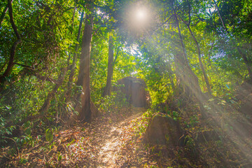 The sunlight shines on the far away sides of the trees in green tropical forest, Thailand.
