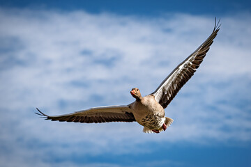 Obraz premium Graugans im Flug