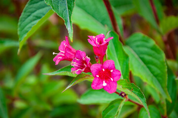 Weigela flower pink color blossom. Blooming tree. Nature and flora. Floral natural plant. Flowering bush