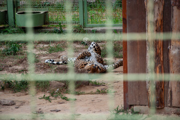 Sri Lankan leopard. Wild animal and wildlife. Animal in zoo. Sri Lankan leopard in zoo park. Wildlife and fauna. Panthera cat