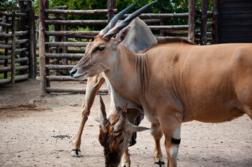 Eland antelope. Wild animal and wildlife. Animal in zoo. Eland antelope in zoo park. Wildlife and fauna. Eland distinctive spiral horns