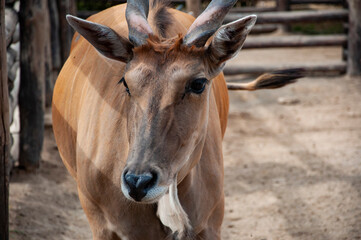 Wild animal and wildlife. Animal in zoo. African Eland antelope in zoo park. Wildlife and fauna. Eland antelope