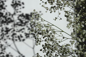 Gypsophila flower contrast branch. Soft focus gray grain texture black and white refraction wall . Light and shadow smoke abstract copy space background.