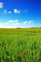 Green grass, field and blue sky with clouds in meadow for agriculture in countryside for environment growth. Cloudscape, horizon and beautiful in springtime in Texas with view for season with eco