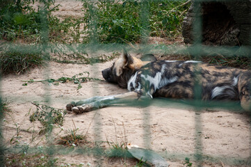 African wild dog hyenas. Wild animal and wildlife. Animal in zoo. African wild dog hyenas in zoo park. Wildlife and fauna. Hyaenas