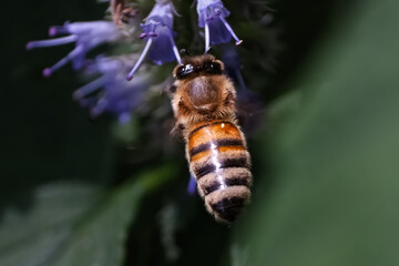 An European Honey Bee (Apis mellifera) in flight flying to retrieve nectar from a purple anise hyssop mint flower. Long Island, New York, USA