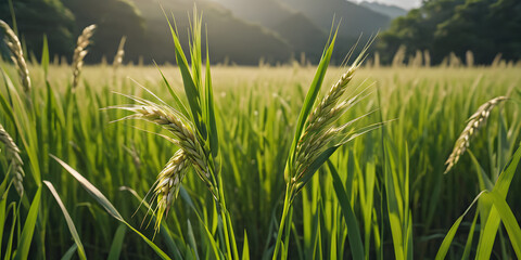 Fototapeta premium rice field