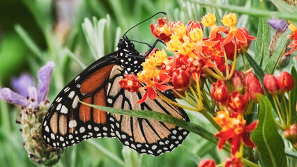 flutter, entomology, antenna, monarch, butterfly, danaus plexippus, lepidoptera, endangered species, milkweed, j-hanging pupal stage, larvae caterpillar instars, macro photography, closeup, black-vein