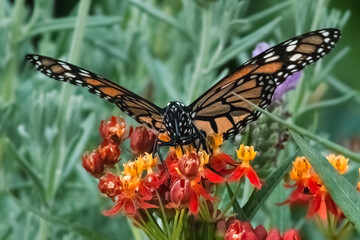 Frontal view of a Monarch Butterfly (Danaus plexippus) feeding on colorful tropical milkweed flowers. Long Island, New York, USA