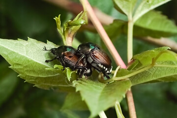 A pair of invasive Japanese Scarab Beetles (Popillia japonica) mating on a green leaf. Long Island, New York, USA