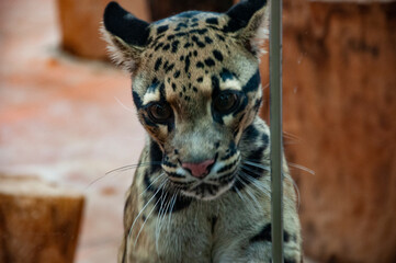 Formosan clouded leopard. Wild animal and wildlife. Animal in zoo. Formosan clouded leopard in zoo...