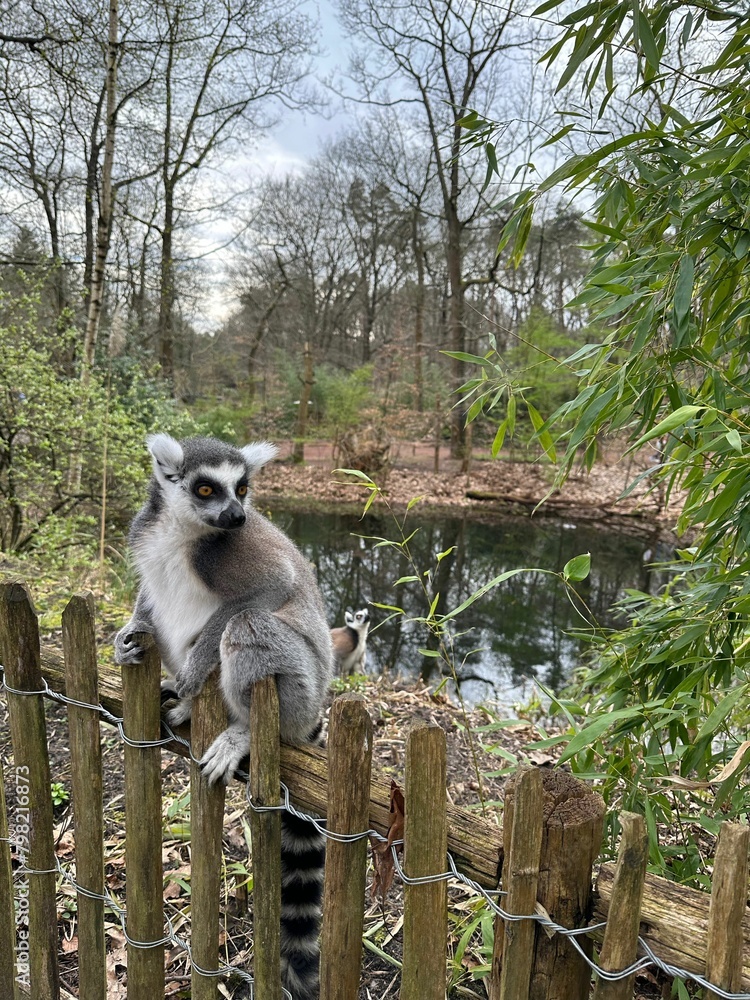 Poster Cute ring-tailed lemur on wooden fence outdoors