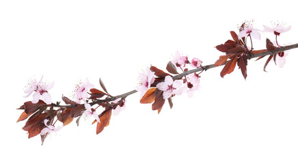 Spring tree branch with beautiful blossoms isolated on white