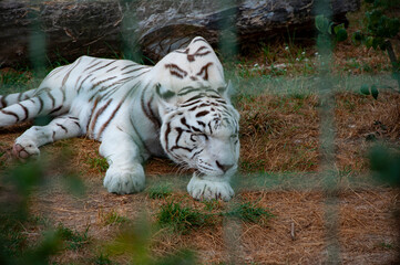 Wildlife and fauna. Bengal tiger. Wild animal and wildlife. Animal in zoo. Bengal tiger in zoo park