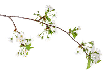 Spring branch with beautiful blossoms and leaves isolated on white
