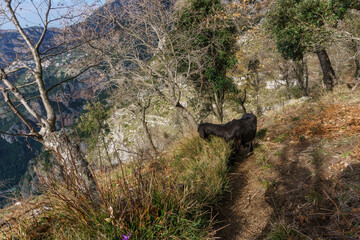 Black goat at hiking trail Sentiero degli Dei or Path of the Gods along the Amalfi Coast, Province of Salerno, Campania, Italy
