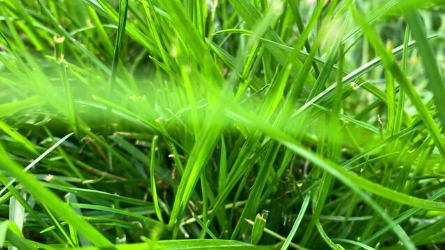 Fresh green grass with dew drops clips, dew drops on green grass footage, rain drops on green grass video
