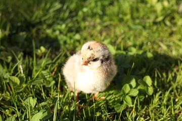 Cute chick on green grass outdoors. Baby animal