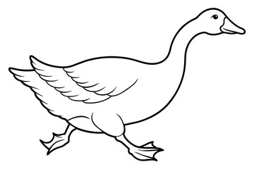 duck isolated