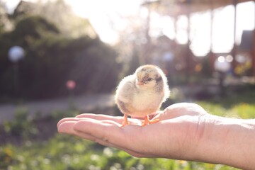 Man with cute chick on sunny day, closeup. Baby animal