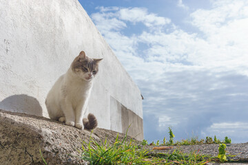 White and Grey colored cat sitting on the street with cloudy blue sky on a sunny day
