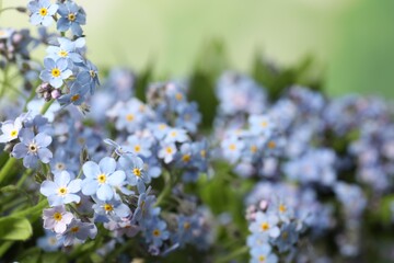 Beautiful forget-me-not flowers growing outdoors, closeup. Spring season