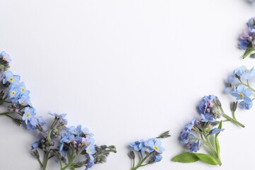 Beautiful forget-me-not flowers on white background, top view. Space for text
