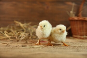 Cute chicks on wooden table. Baby animals