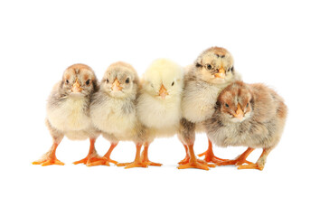 Obraz premium Many cute chicks isolated on white. Baby animals