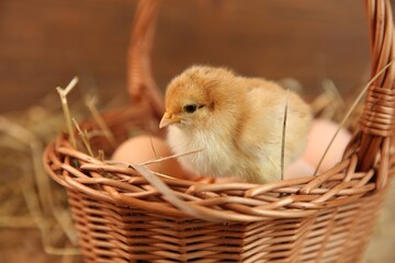 Cute chick and wicker basket on blurred background. Baby animal