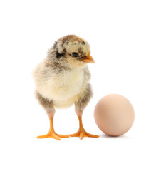 Cute chick and egg isolated on white. Baby animal