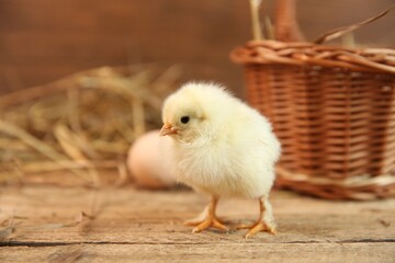 Cute chick on wooden table. Baby animal
