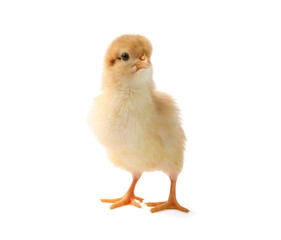 Fototapeta premium One cute chick isolated on white. Baby animal