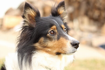 border collie dog