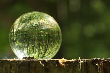 Green trees outdoors, overturned reflection. Crystal ball on stump in forest. Space for text