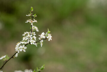 white blooming tree in spring