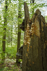 Nationalpark Hainich – Baumstumpf