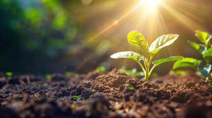 A seedling breaking through the ground and reaching for the sunlight, symbolizing development and promise