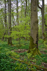 Nationalpark Hainich –