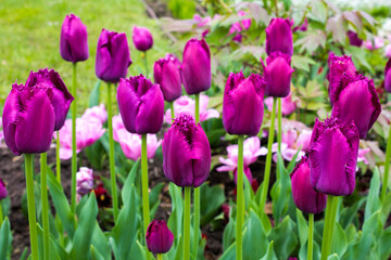 Beautiful view of the purple tulips in the garden. Close-up.