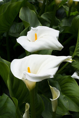 Beautiful view of the white calla flower. Close-up.