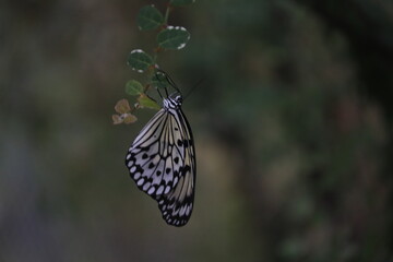 butterfly on a leaf