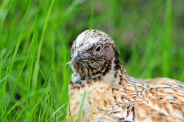 portrait of a laying quail in green grass