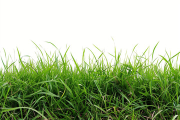 Obraz premium rasen gras wiese panorama - freigestellt auf weißem hintergrund