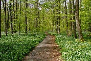Nationalpark Hainich – Bärlauchblüte am Wanderweg Craulaer Kreuz