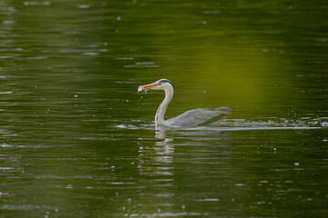 A heron swimming in a river with a fish in its beak.